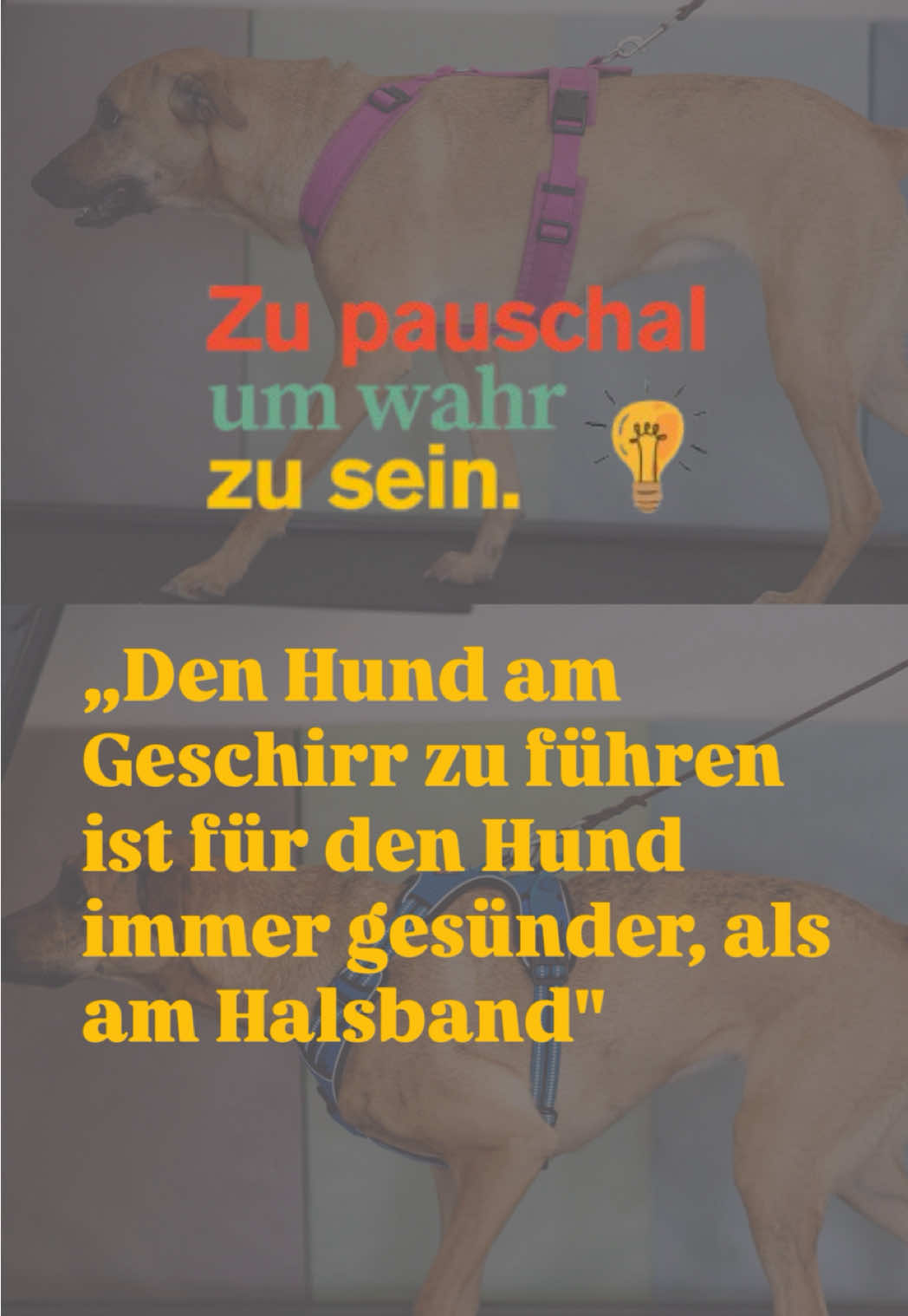 @Antonia | Hundetrainerin