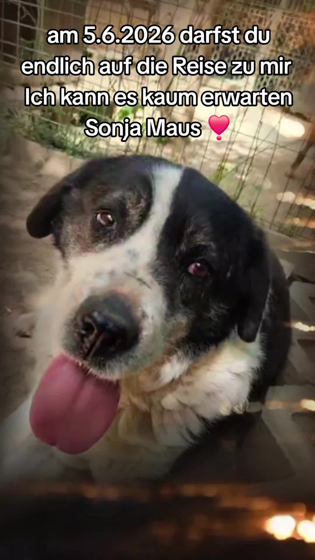 @VIANA(Team Homless Paws)