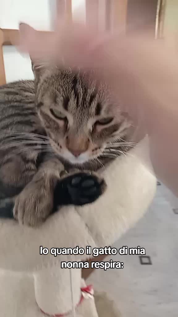 @๐ธ๐๐๐๐ (เน°โ°เน)๐๐ป