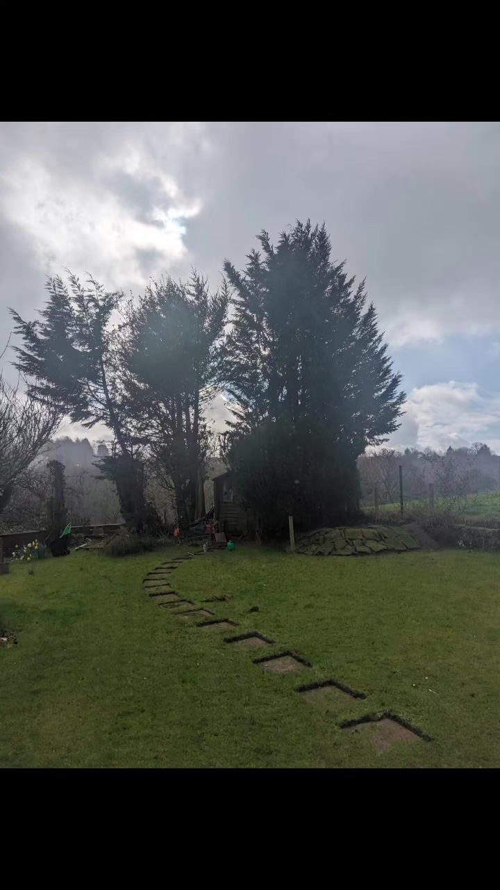 @Glasgow_Tree_Care