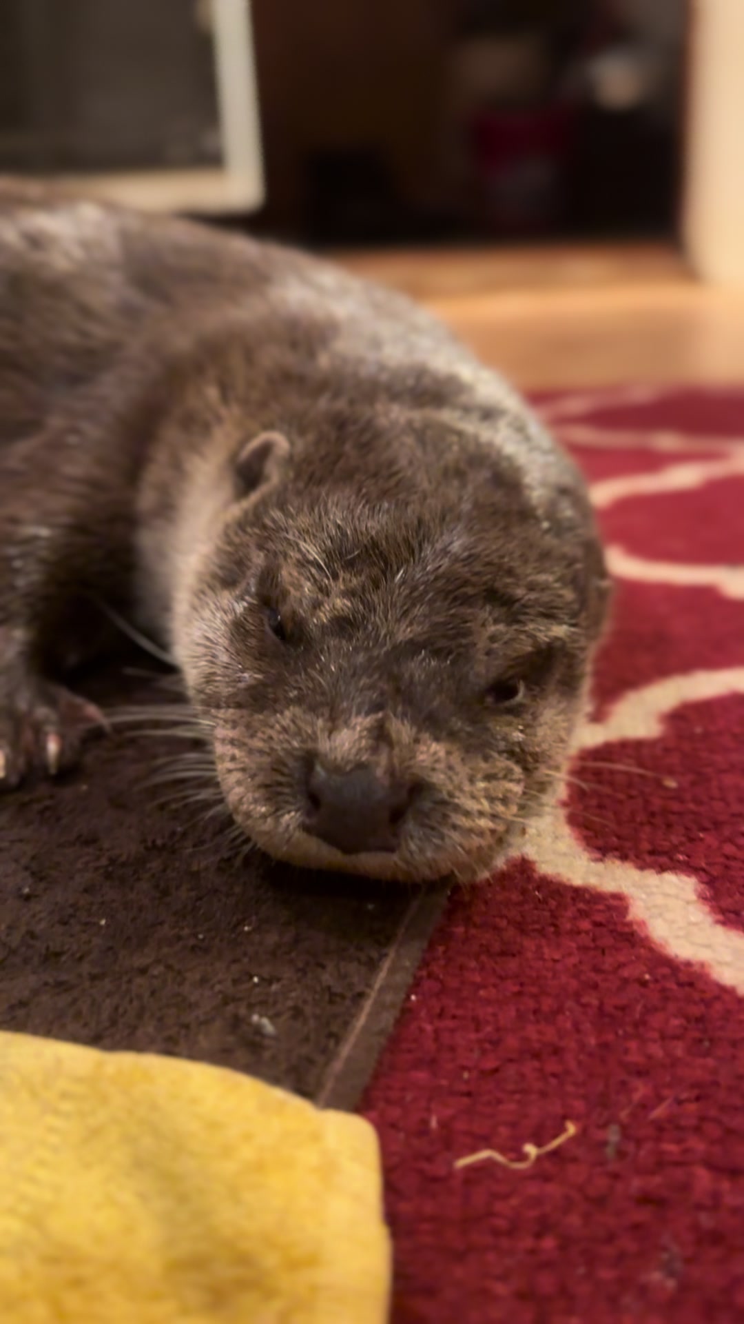 @Leya Otter