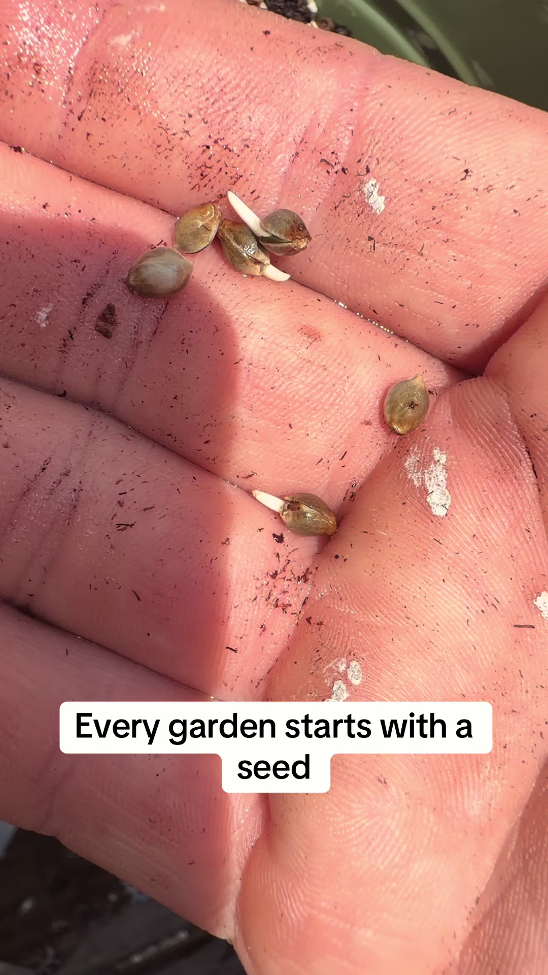 @SEEDTIVA