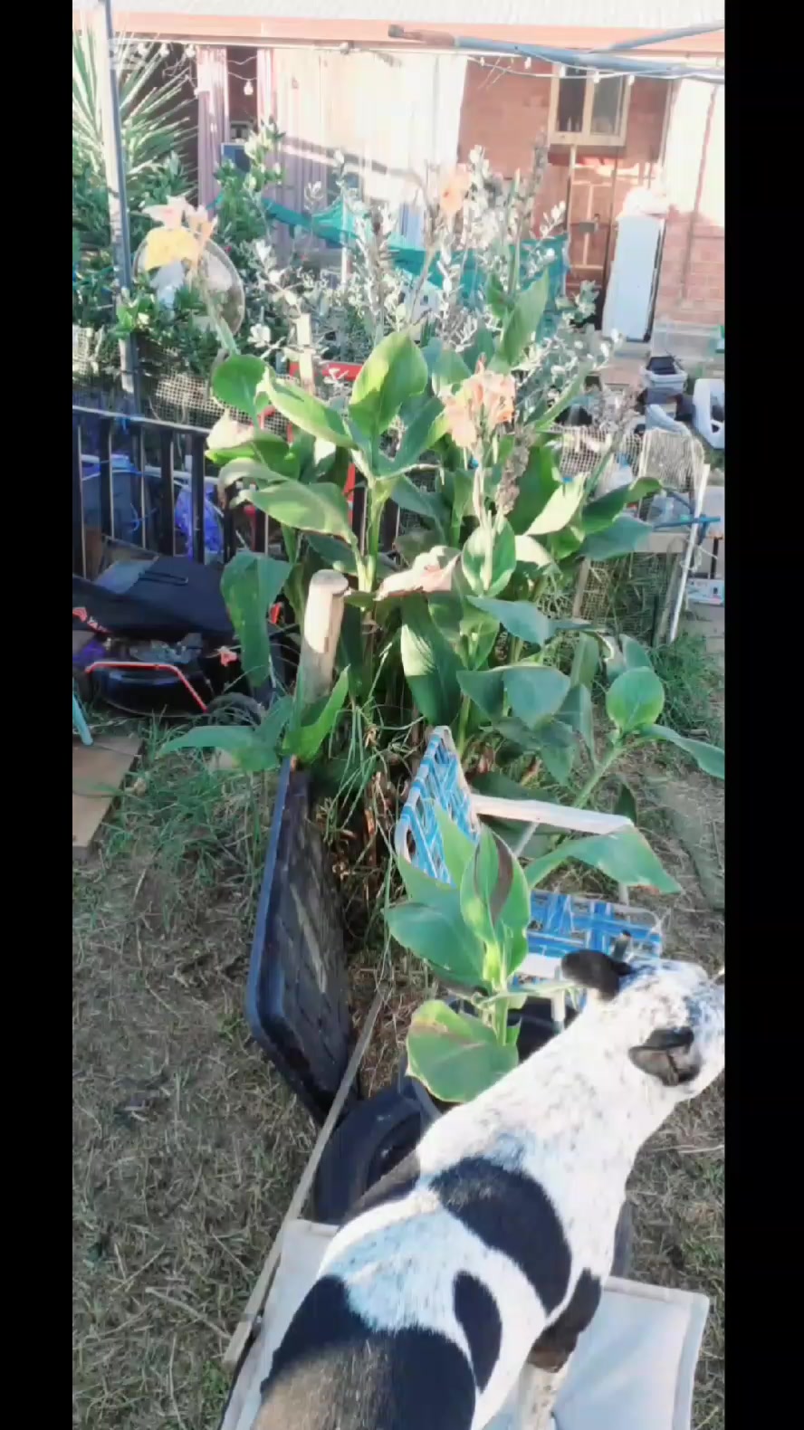@Uthinkithot_Capcut organic