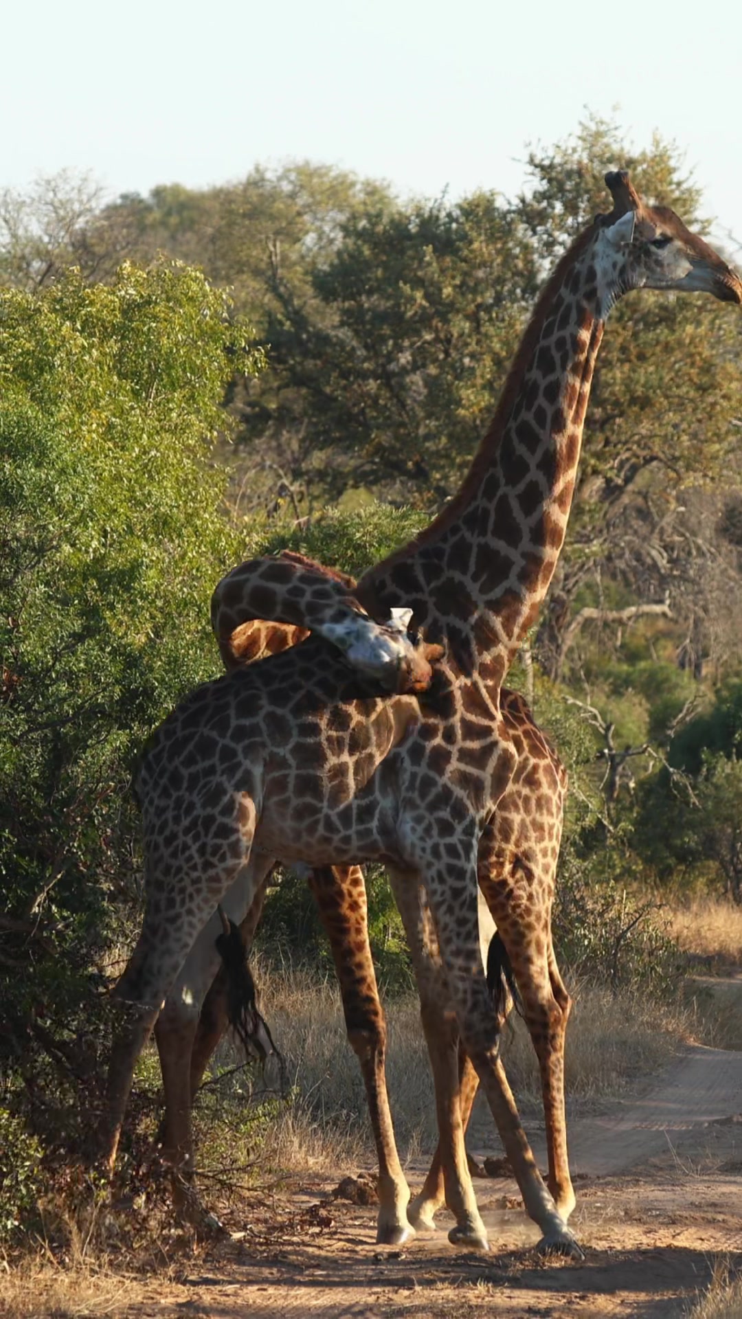 @Thornybush