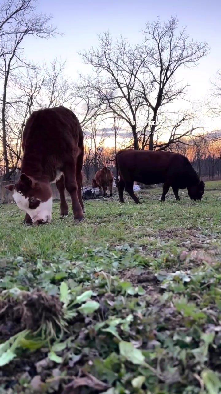 @Taylord Edge Farm & Wood Co
