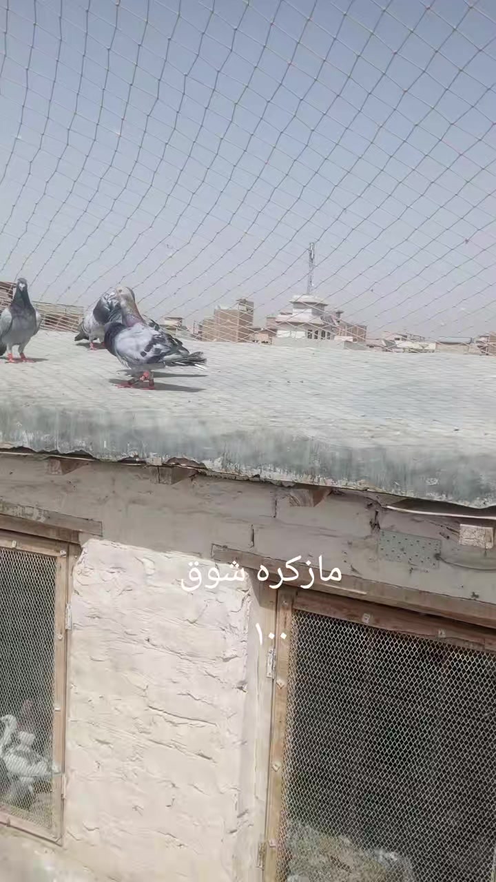@chamanjanshoukmallroade