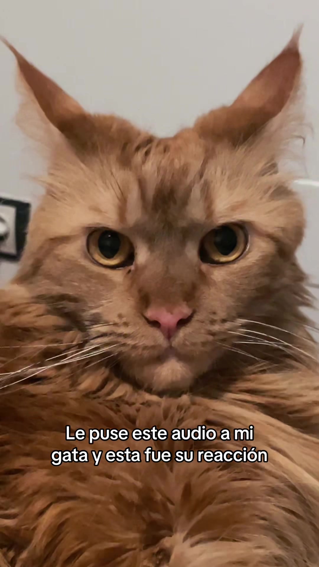 @DanoMC