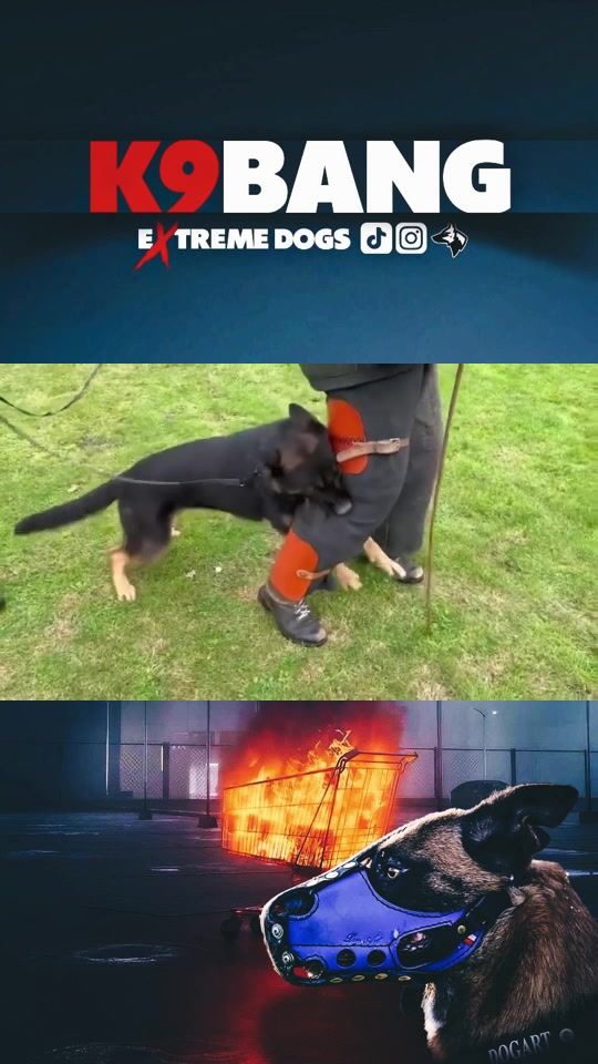 @K9 BANG