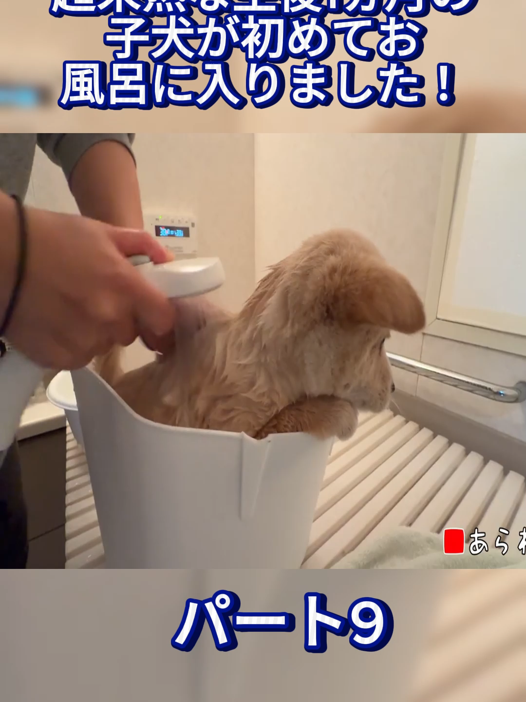 @ブルドッグぶるまるチャンネル Fan