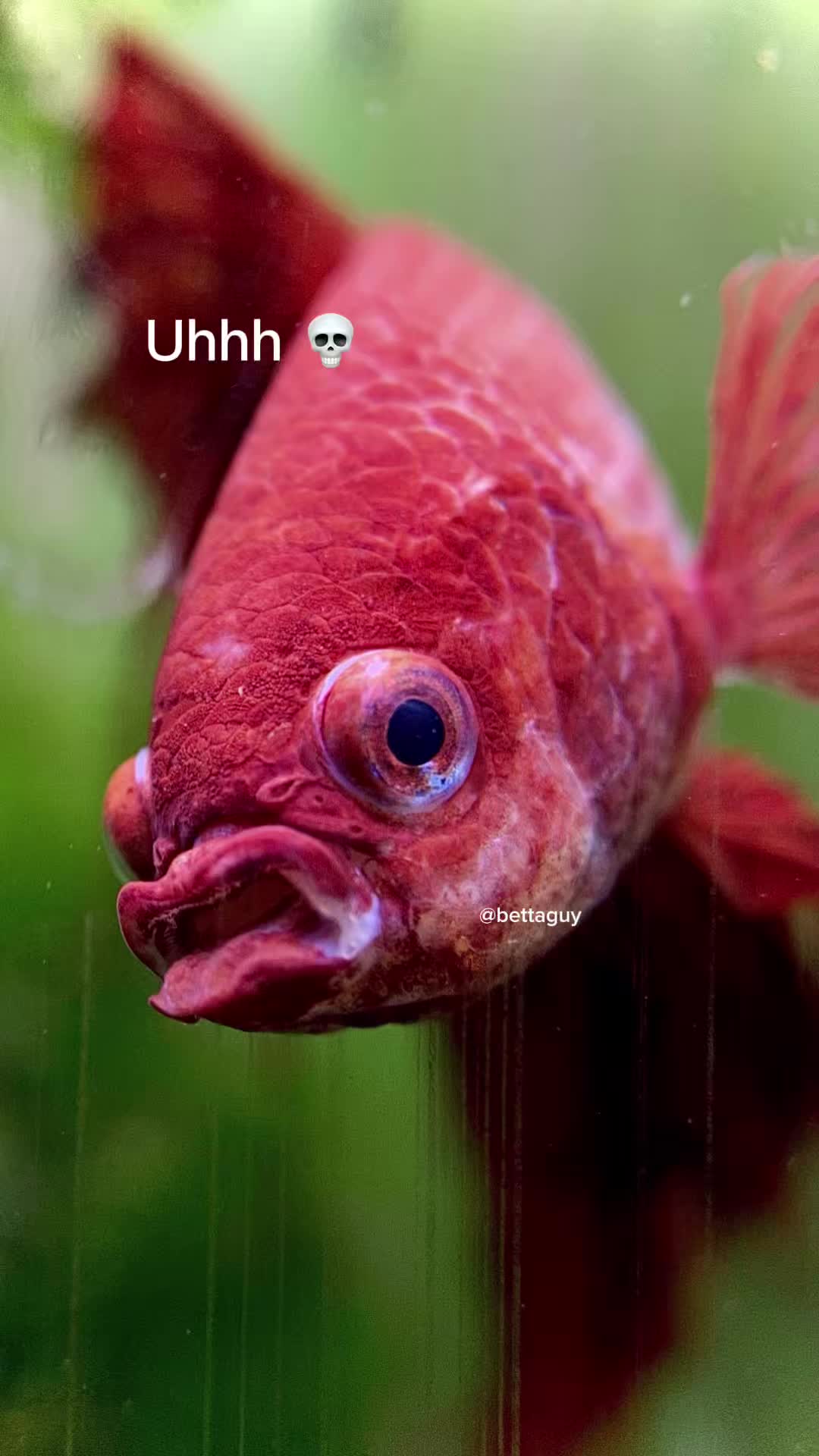 @Fish guy