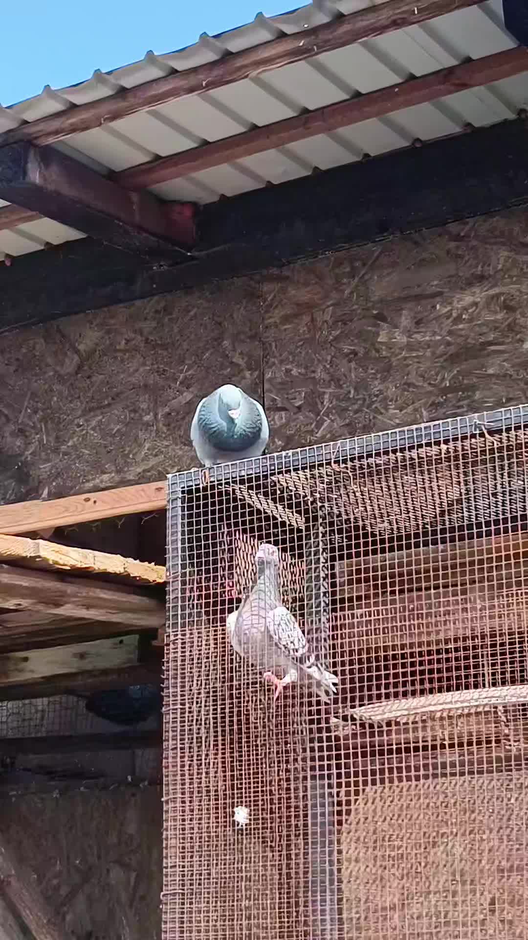 @(Frații Coman)