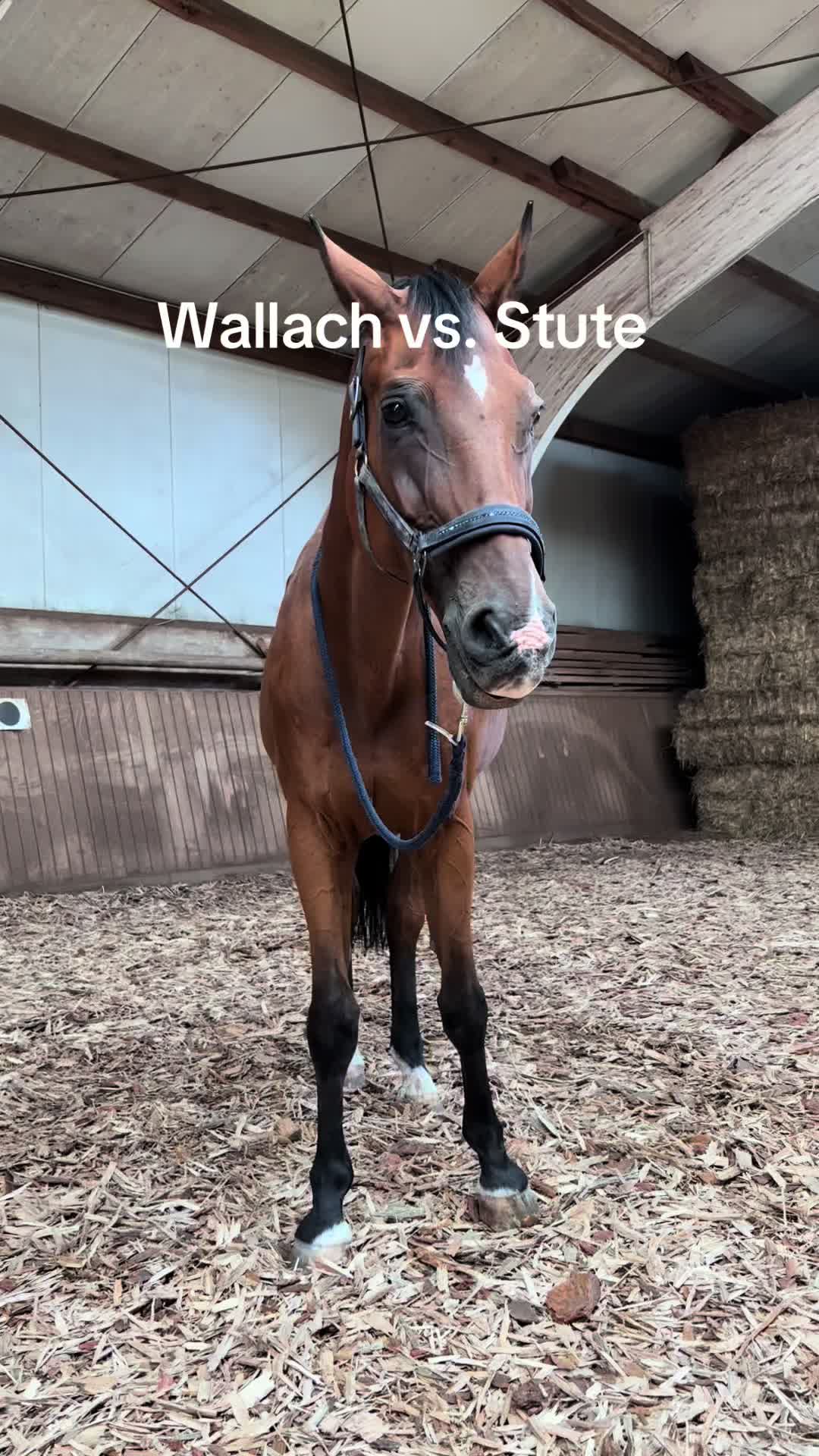 @Kinderreitenfulda