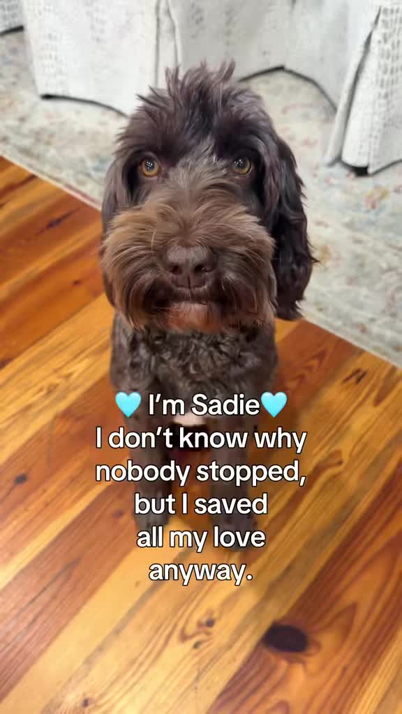 @Sadie the Doodle