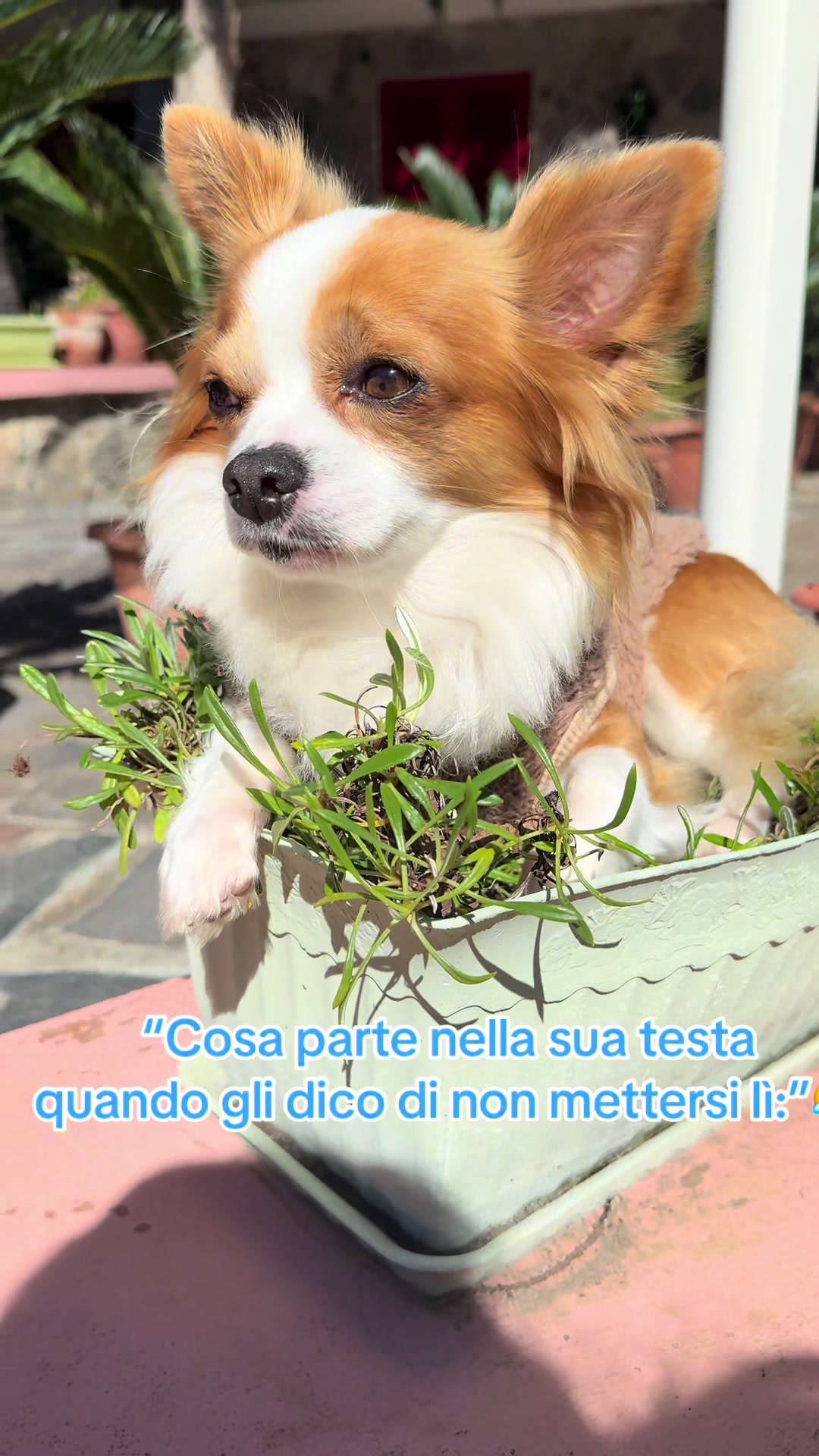 @Michela 🐕