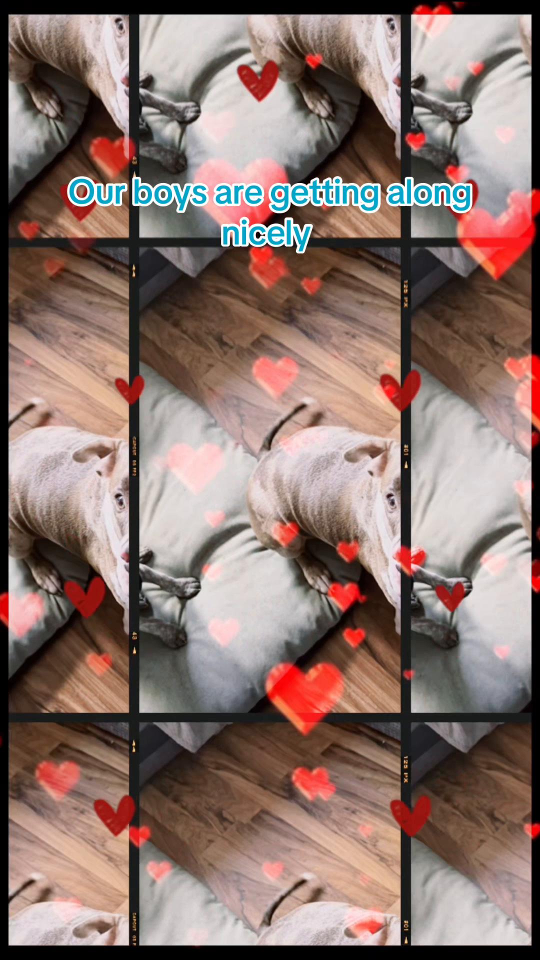 @๐ฉทโค๏ธ๐ BAMBI & ANGEL๐โค๏ธ๐ฉท