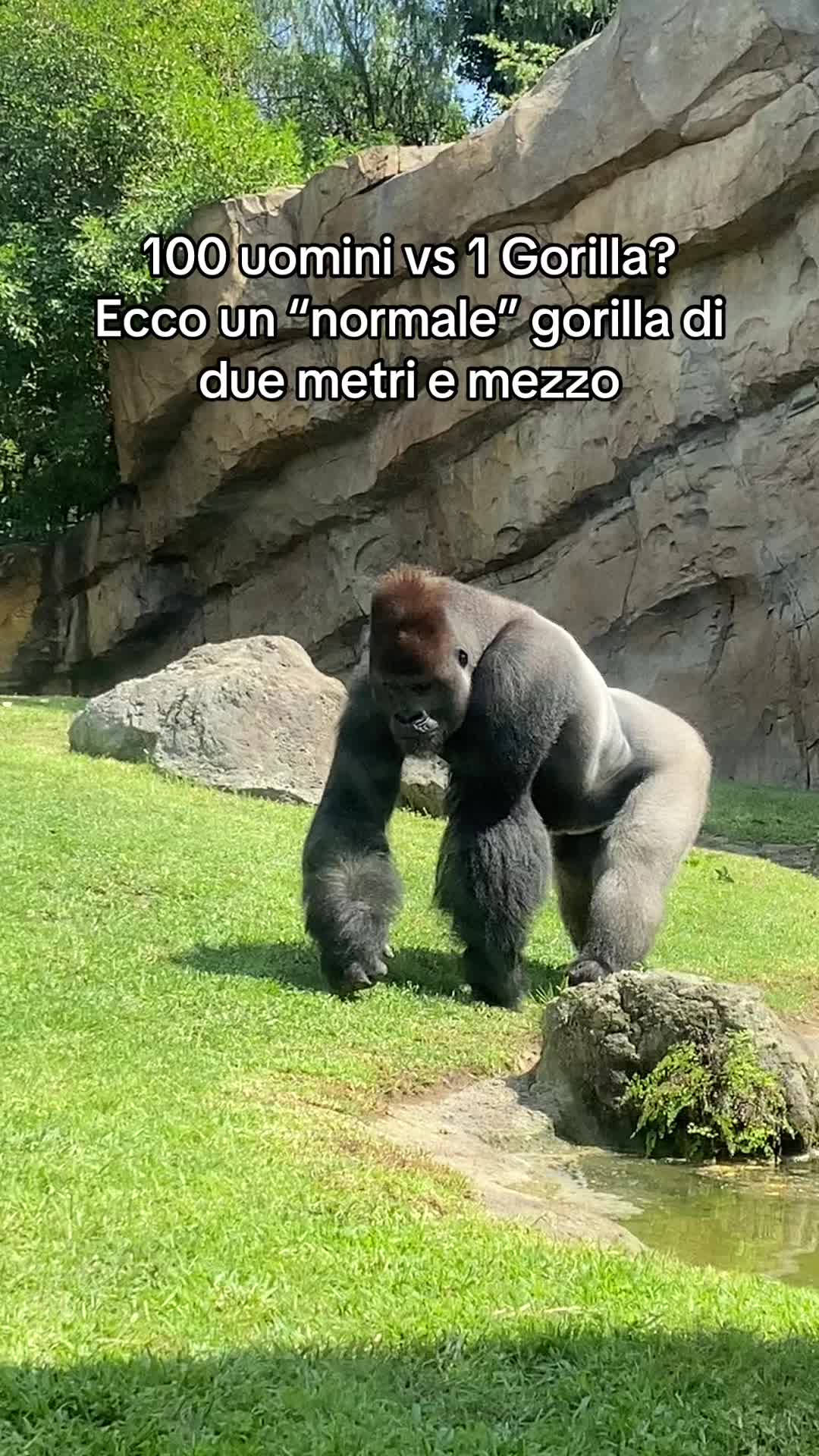@antonio_braccolino