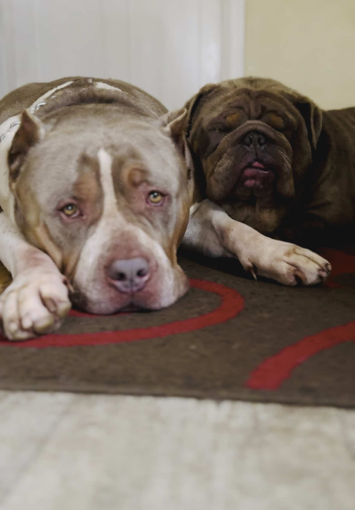@Tribe Bully Kennels