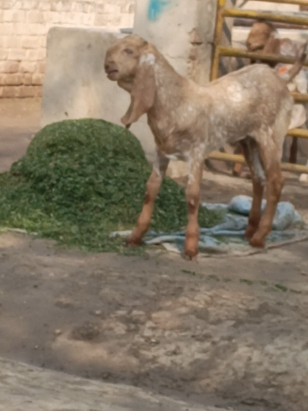 @AHMED GOAT CORNER 🐐🇵🇰