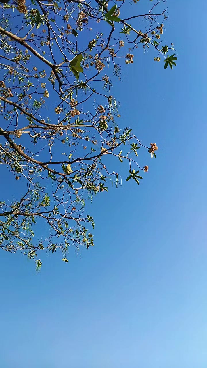 @dharaAraa