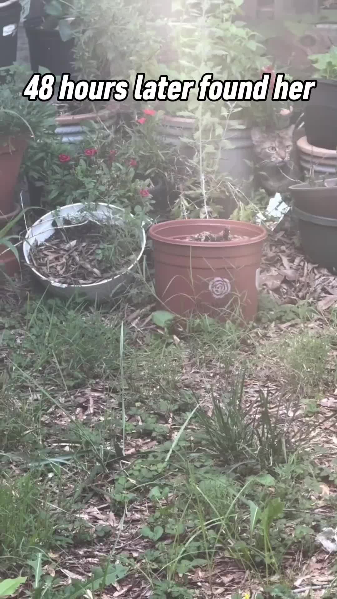 @Pets Mania