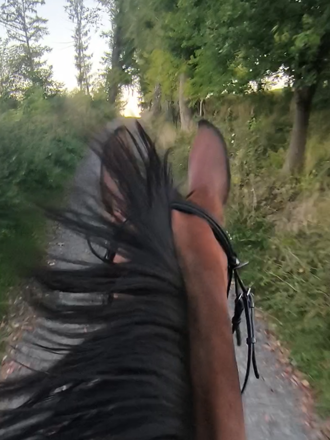 @Spring"Pony"Casha
