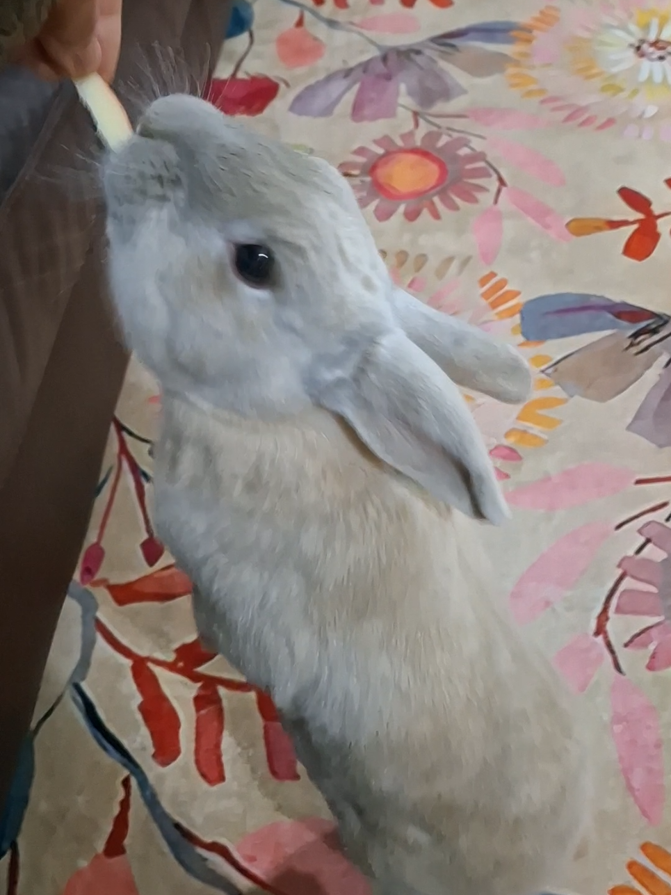 @Bunny Family