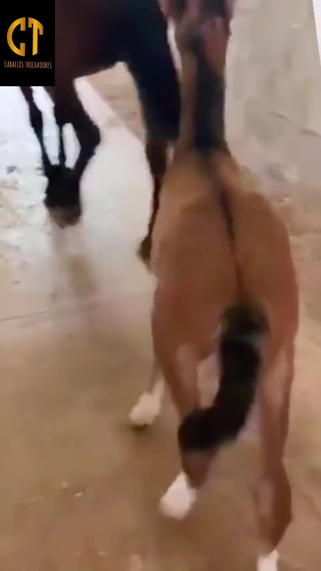 @Caballostrochadores