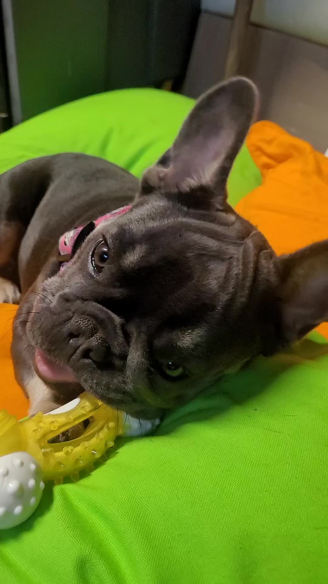 @Fur baby&rsquo;s