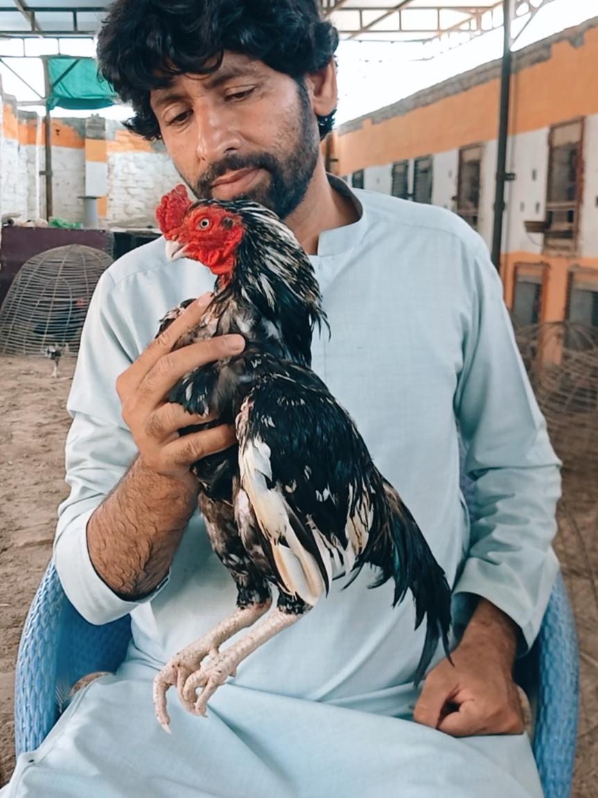 @Sajjad Aseel Farm