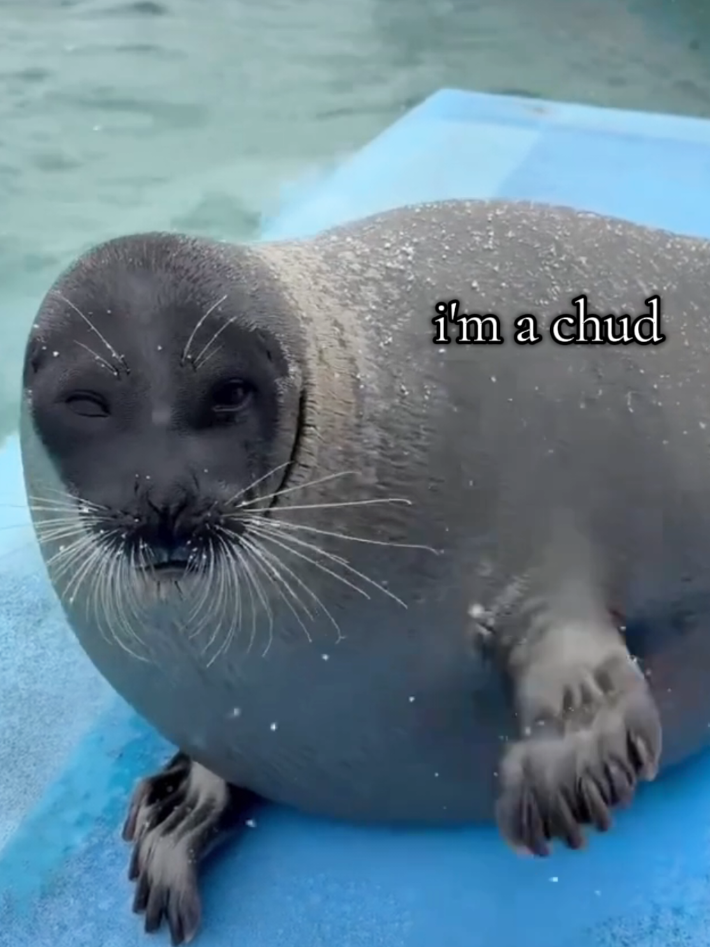 @🩷🎀 seal 🦭🩷
