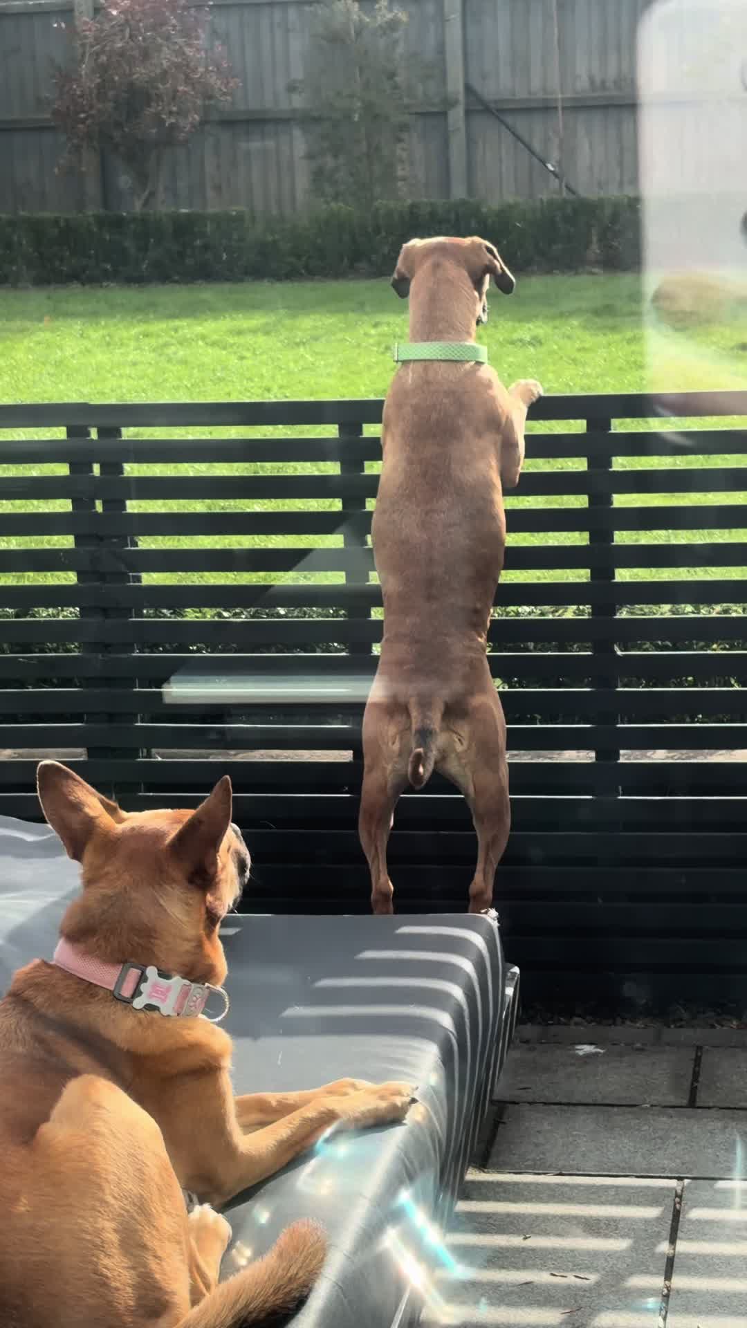 @Suffolk Chihuahuas