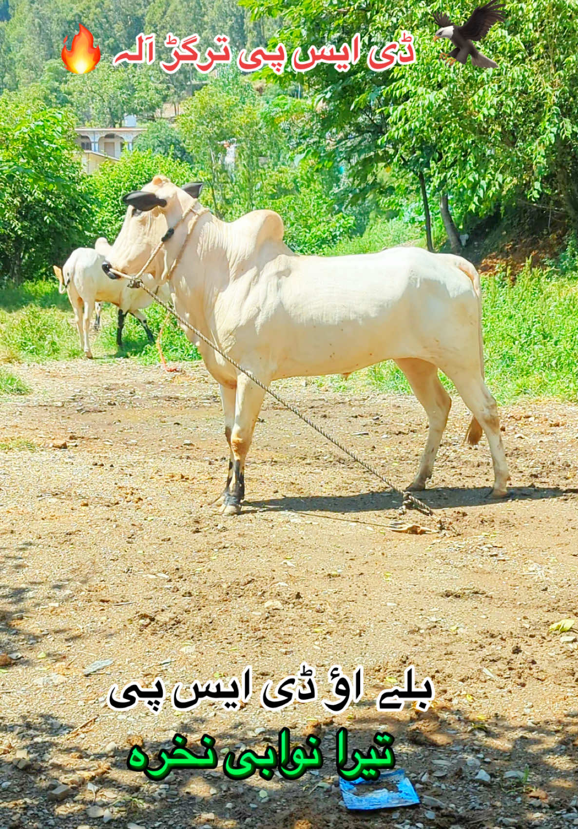 @محمد جنید (ایبٹ آباد)