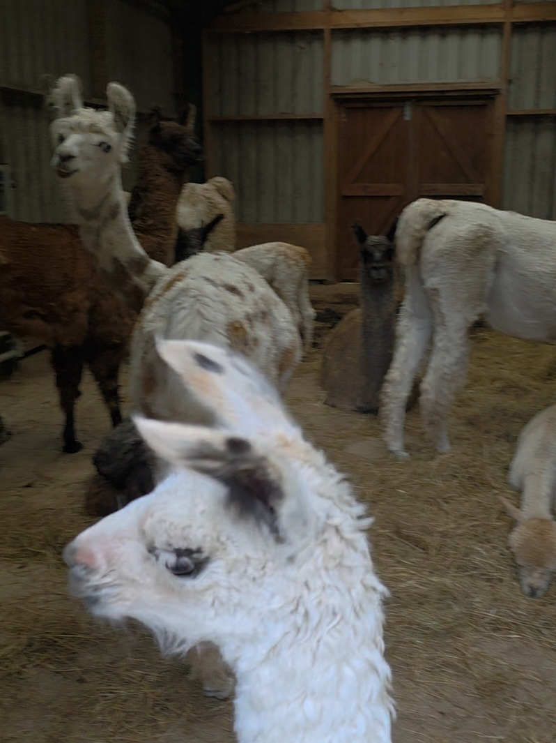 @Bardsea Alpacas and Llamas