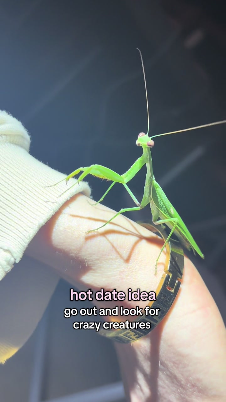 @Imys Animals
