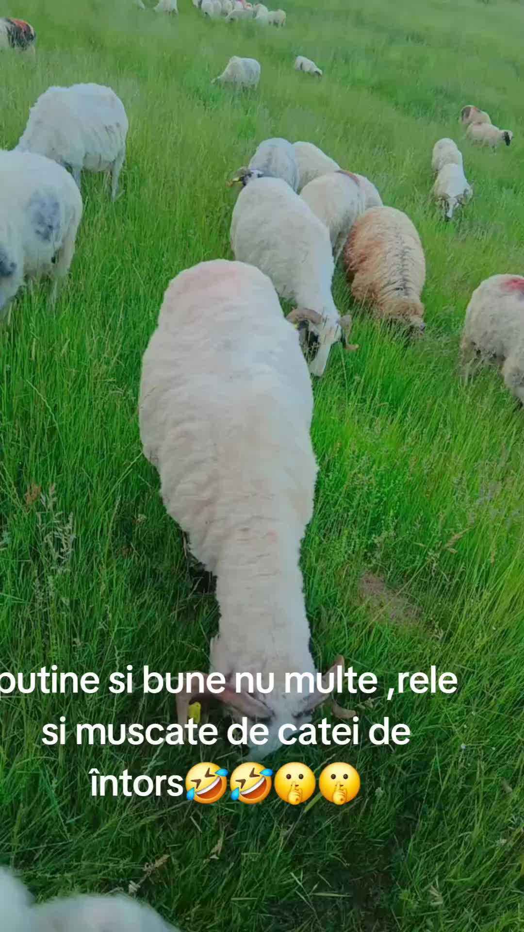 @Ionut Adrian