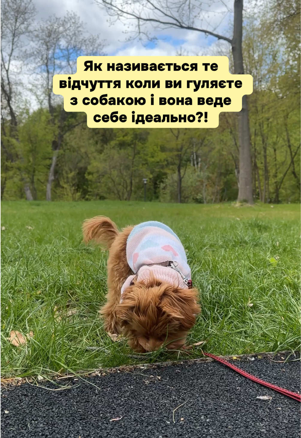 @Мальтипух Кіра
