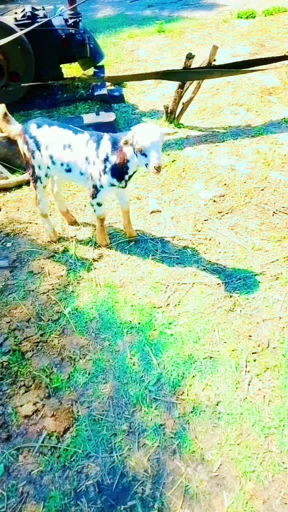 @sohailpanwar