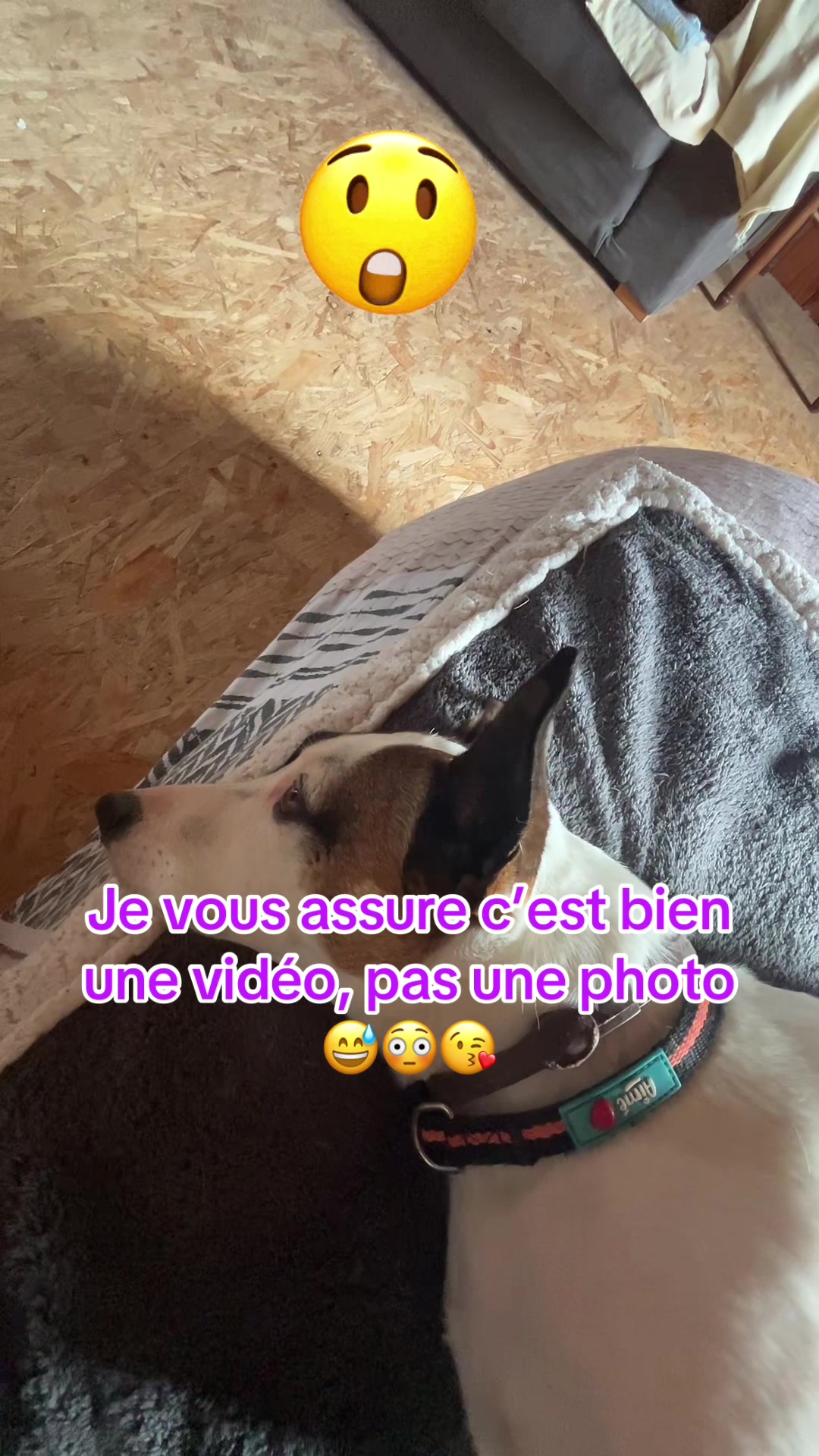 @Dr&ocirc;le de b&ecirc;te 😜