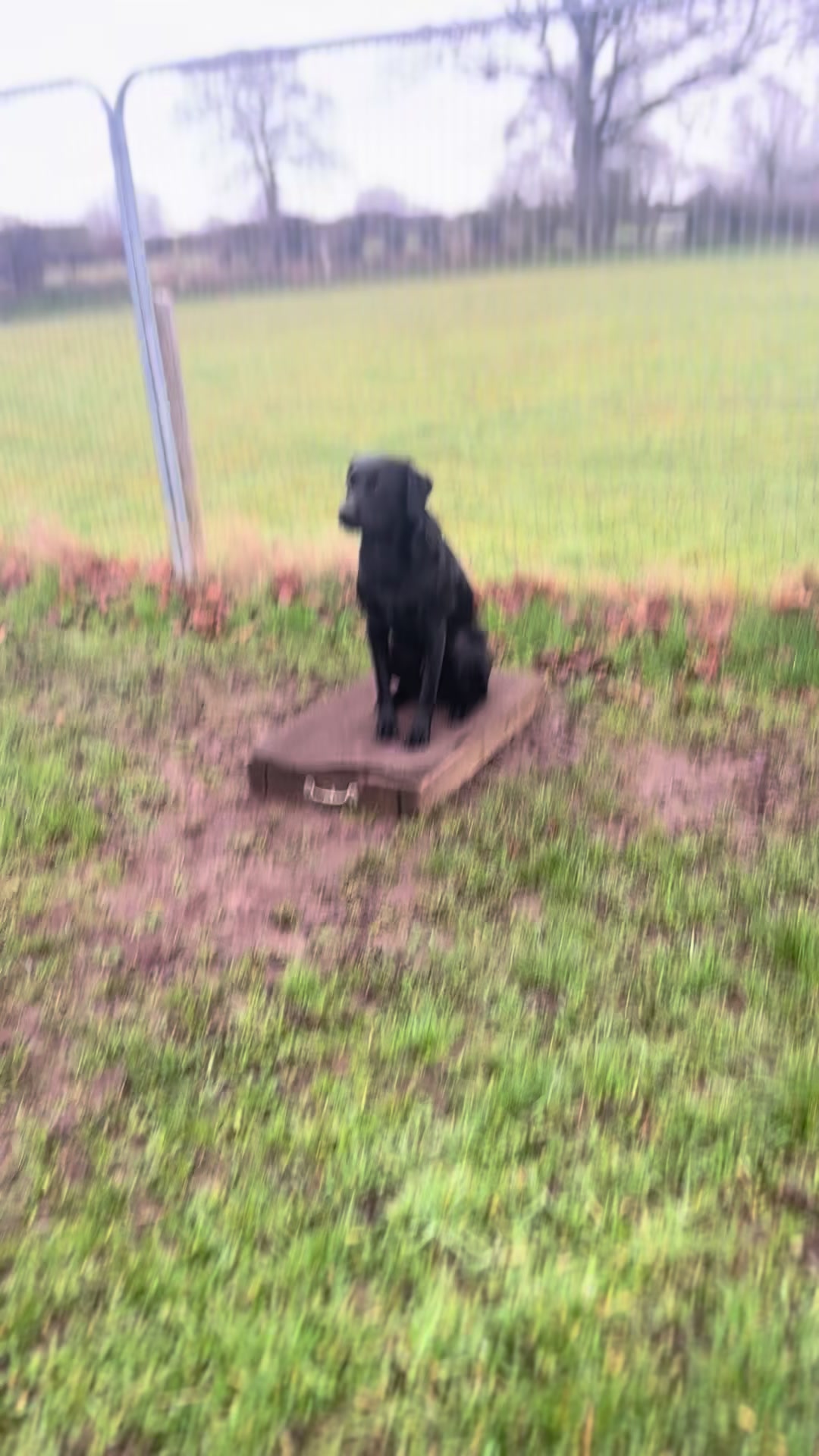 @Trails For Tails Dog Training