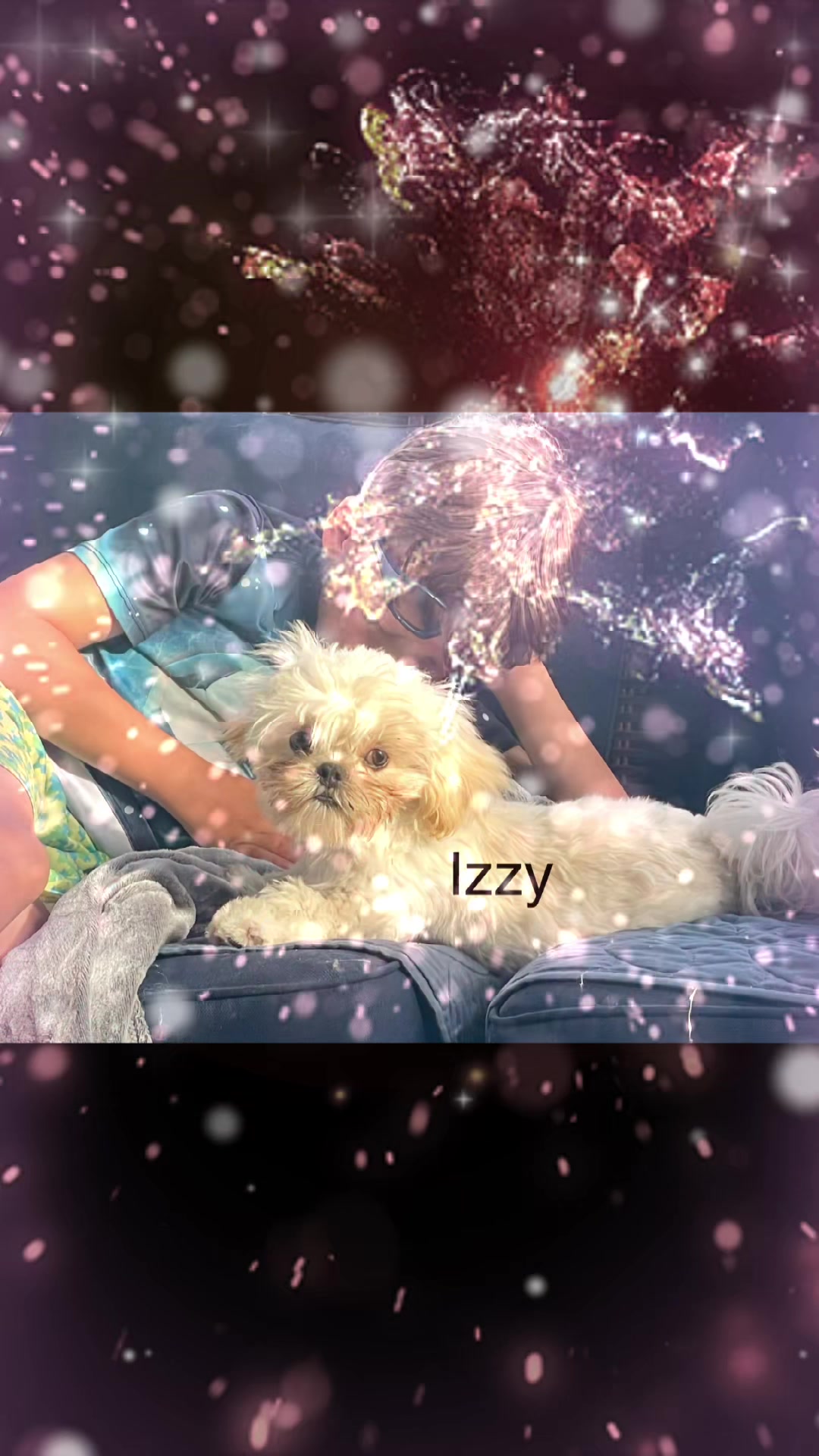 @Twilight Shih Tzu