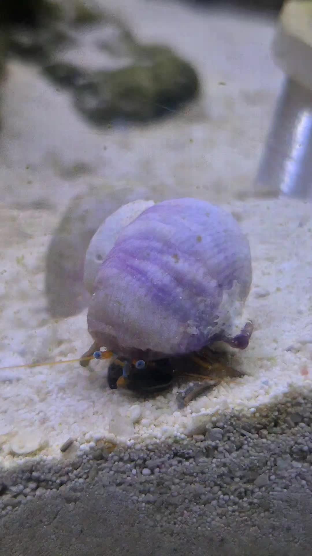 @Paulies1stReefTank