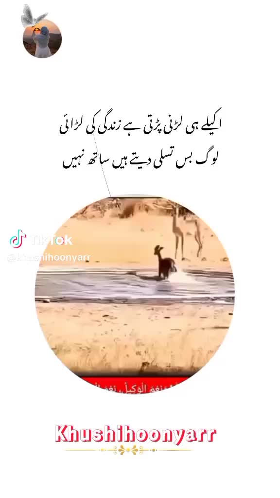 @ariba.bhatti