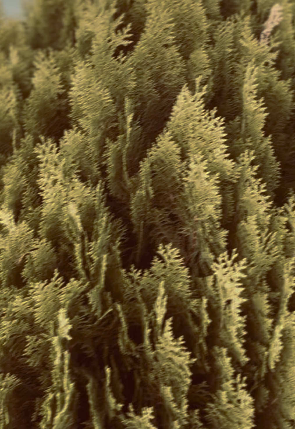 @𝚃𝙰𝙽𝙴𝚁