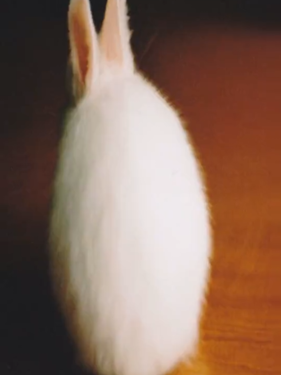@I like bunnies