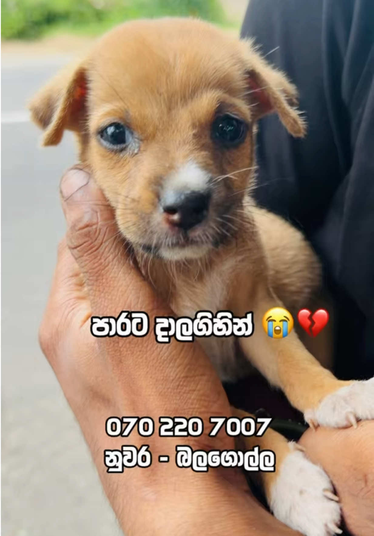 @DOG LOVERS