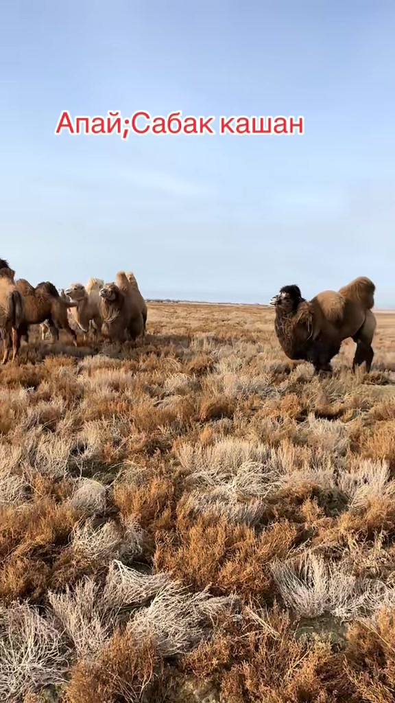 @Нұржан Ардана