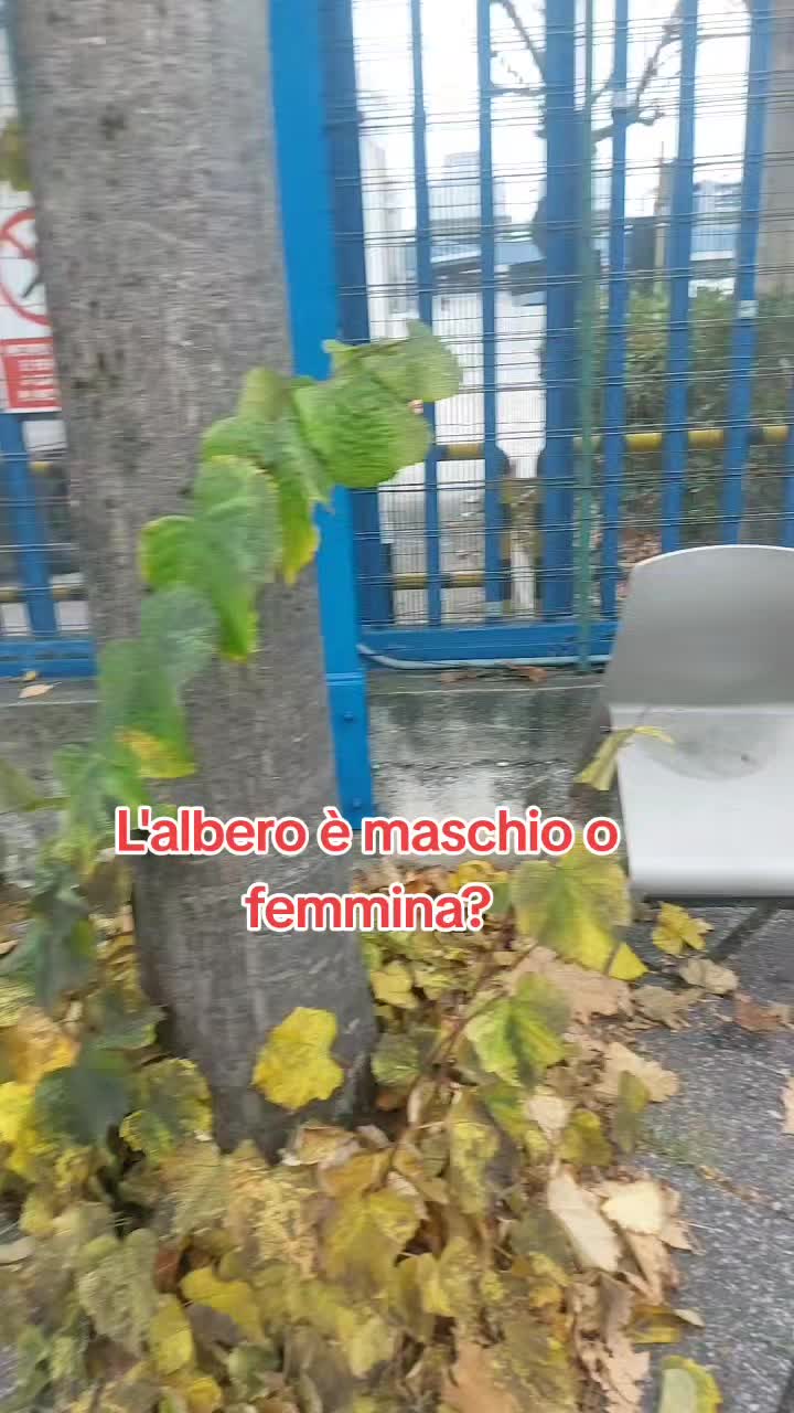 @🤣🤣 LUCASINARO 🤣🤣