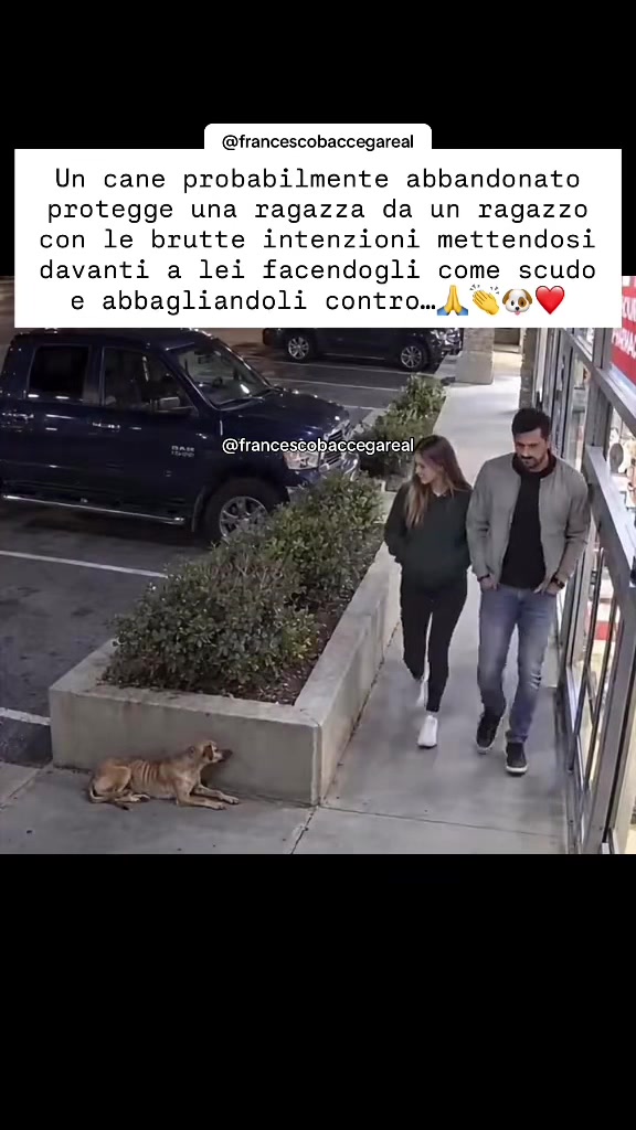 @francescobaccegareal