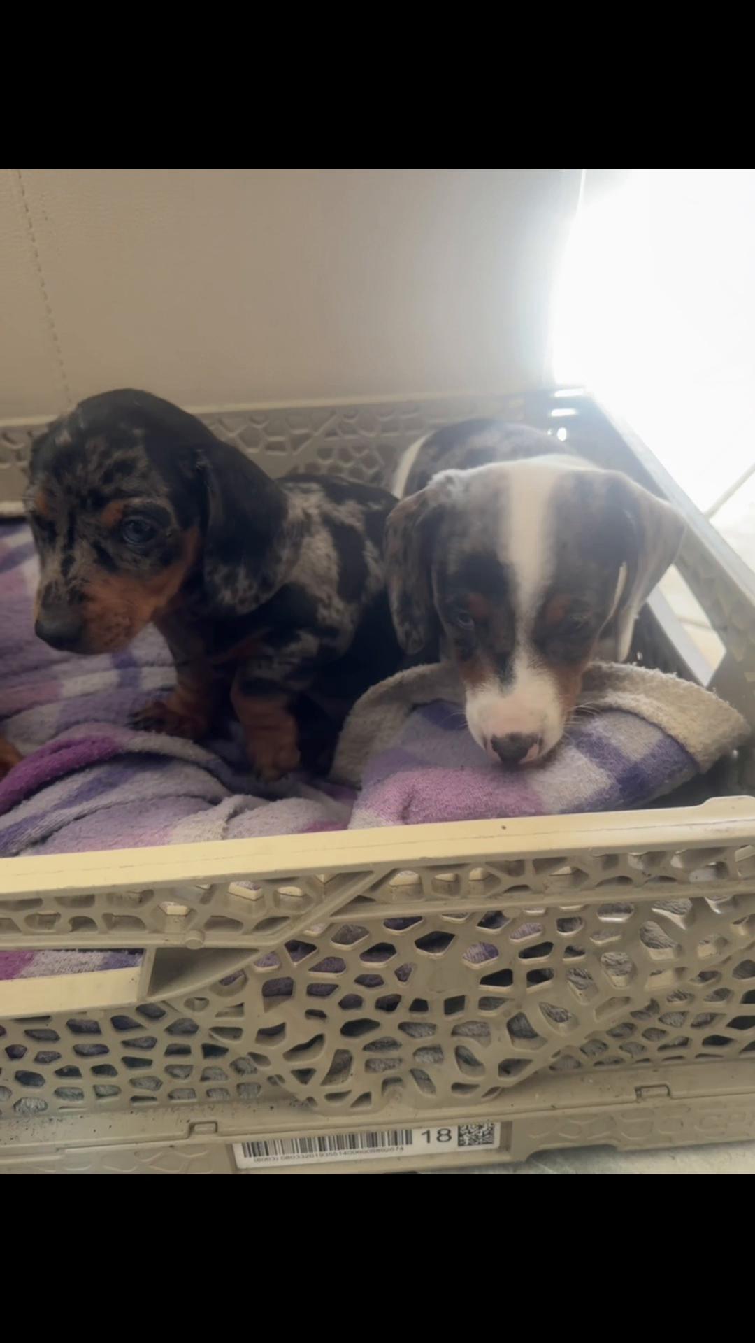 @The Dachshund House