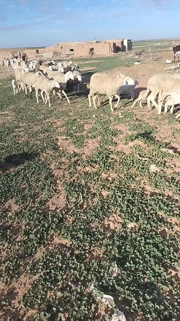 @ساعد جلفاوي